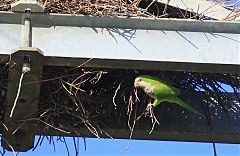 Monk Parakeet